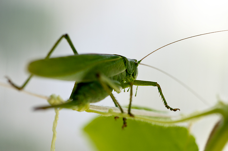 Hepokatti6 800px.jpg - The Great Green Bush cricket - Tettigonia viridissima